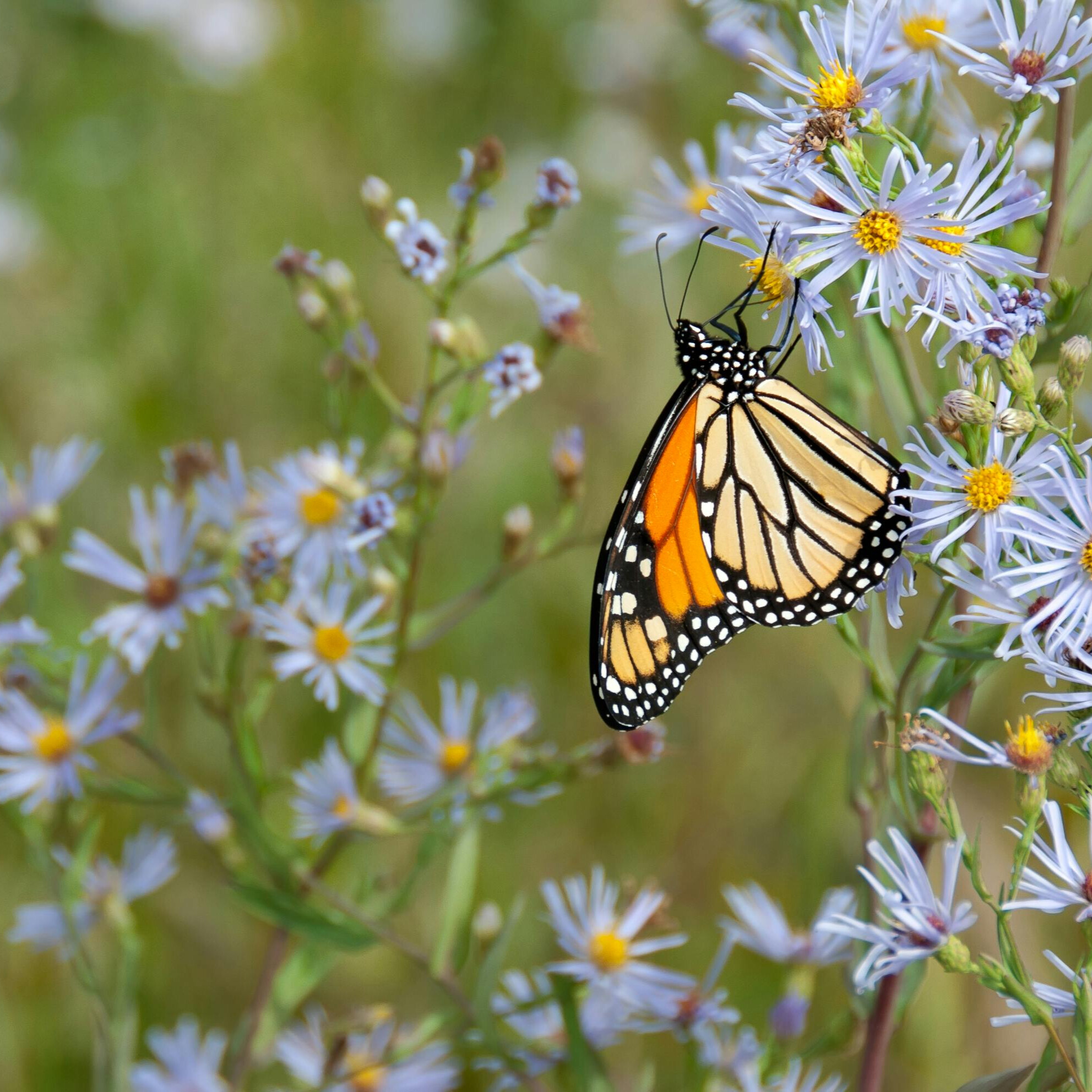 Monarch butterfly perched on a flowering aster