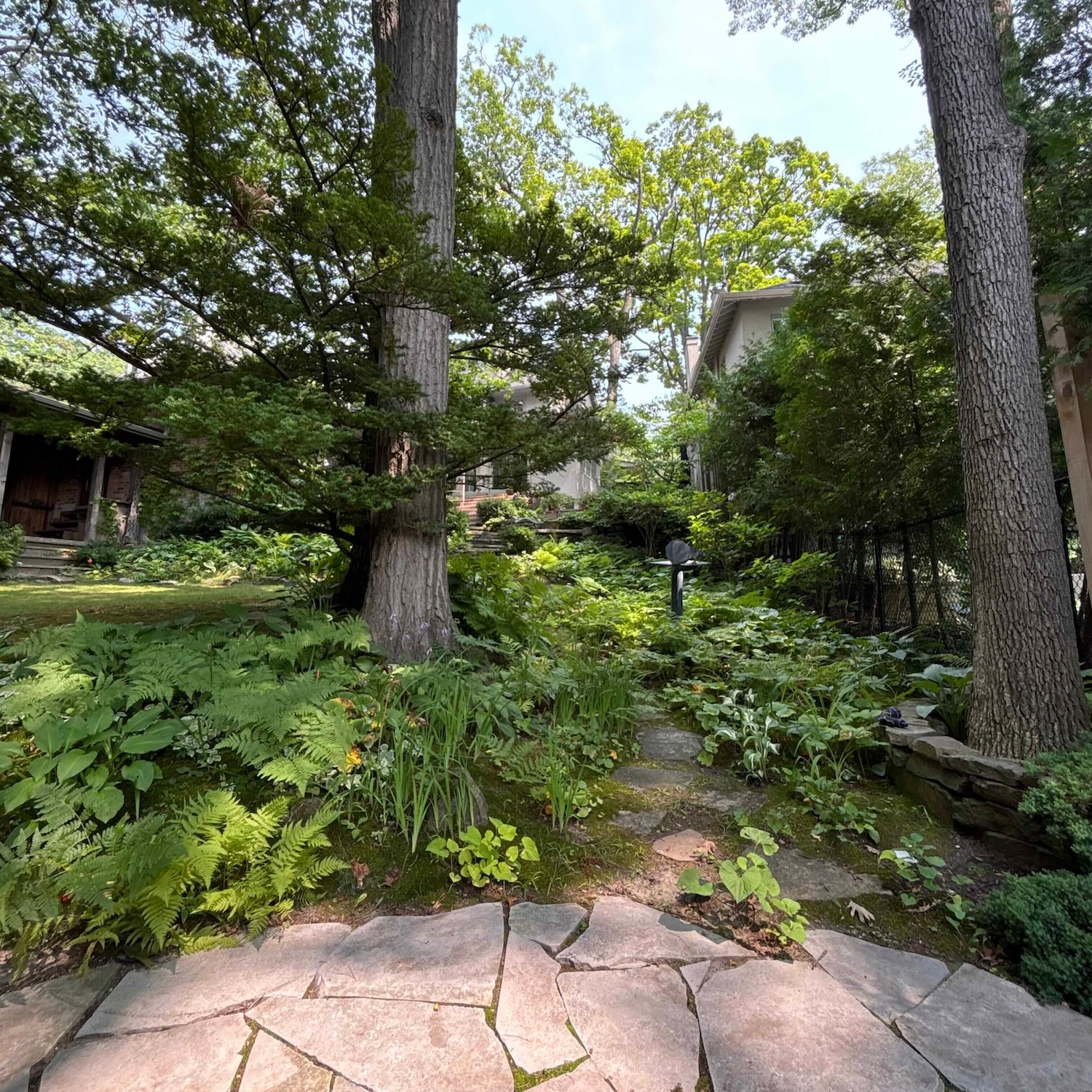 A view of a woodland garden